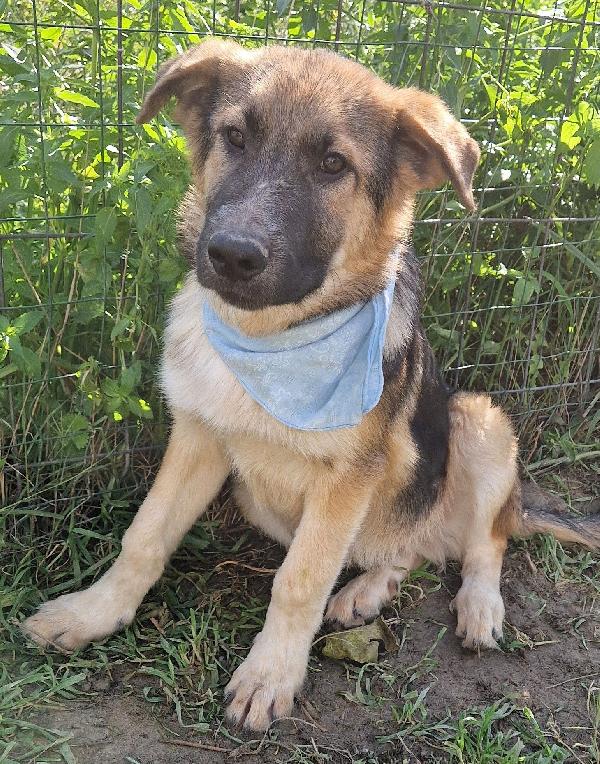 DRACO ,NON DEVE SPEGNERSI IN CANILE.ADOTTABILE IN TUTTA ITALIA! Foto 5