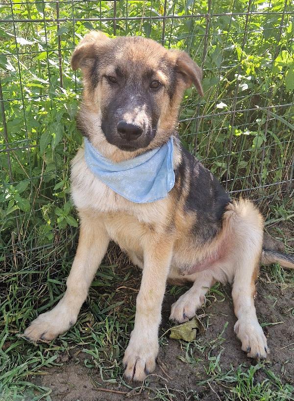 DRACO ,NON DEVE SPEGNERSI IN CANILE.ADOTTABILE IN TUTTA ITALIA! Foto 6