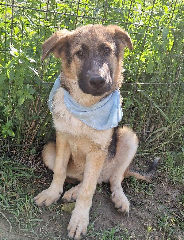 DRACO ,NON DEVE SPEGNERSI IN CANILE.ADOTTABILE IN TUTTA ITALIA! Foto 7