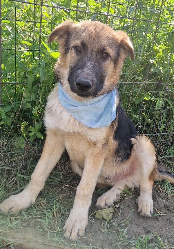 DRACO ,NON DEVE SPEGNERSI IN CANILE.ADOTTABILE IN TUTTA ITALIA! Foto 8