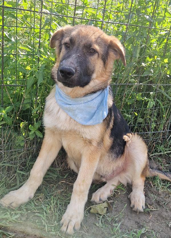 DRACO ,NON DEVE SPEGNERSI IN CANILE.ADOTTABILE IN TUTTA ITALIA! Foto 9