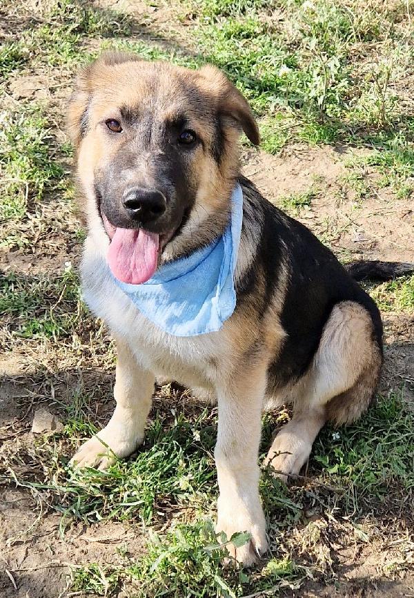 DRACO ,NON DEVE SPEGNERSI IN CANILE.ADOTTABILE IN TUTTA ITALIA! Foto 10