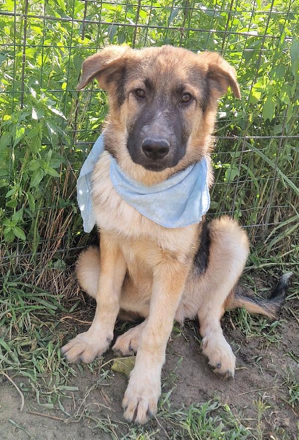 DRACO ,NON DEVE SPEGNERSI IN CANILE.ADOTTABILE IN TUTTA ITALIA! Foto 11