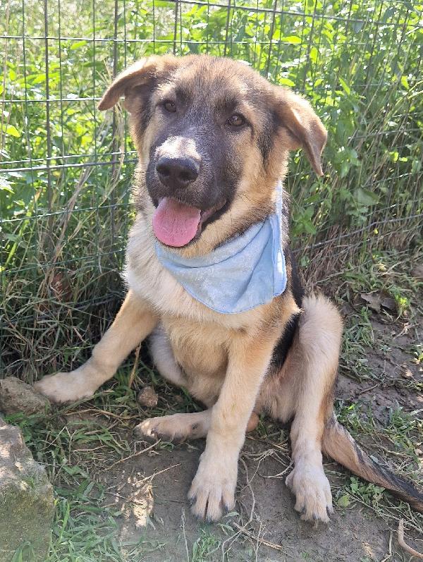 DRACO ,NON DEVE SPEGNERSI IN CANILE.ADOTTABILE IN TUTTA ITALIA! Foto 12