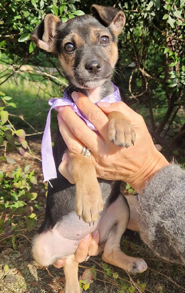 Evitiamo  Il Canile A Nana'.adottabile In Tutta Italia!