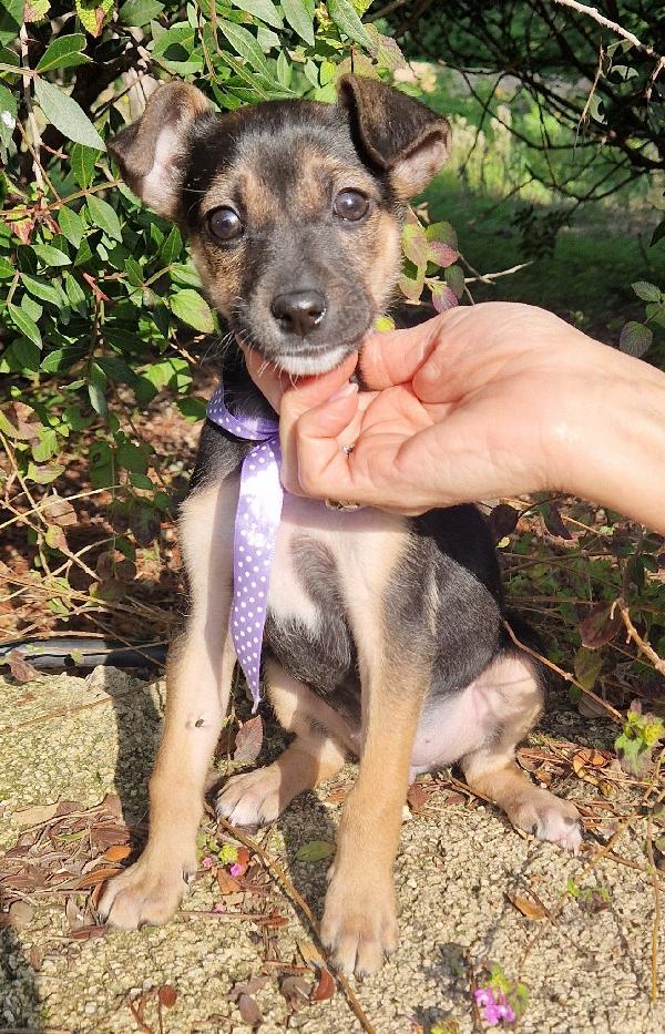 EVITIAMO  IL CANILE A NANA'.ADOTTABILE IN TUTTA ITALIA! Foto 2