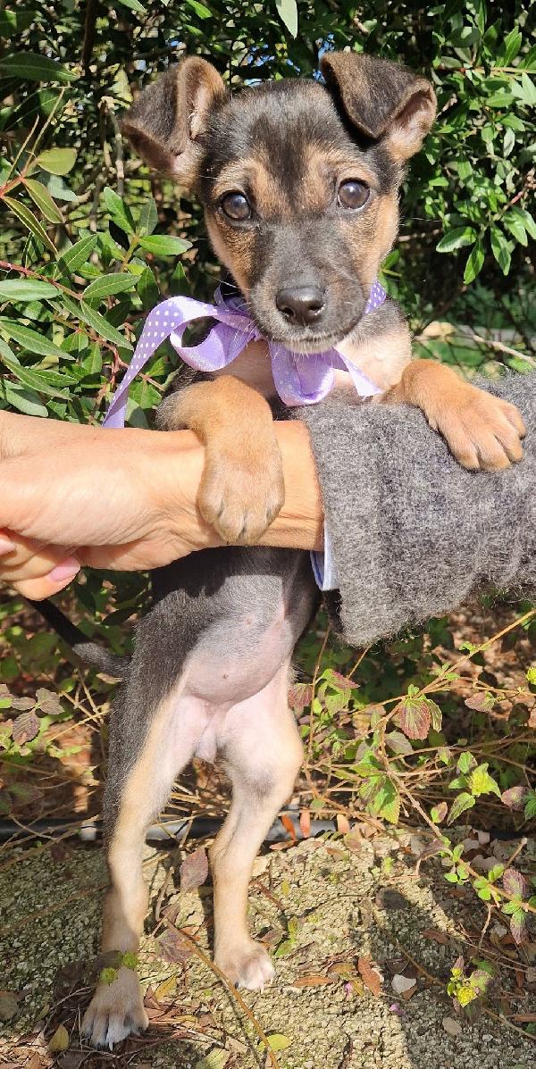 EVITIAMO  IL CANILE A NANA'.ADOTTABILE IN TUTTA ITALIA! Foto 3