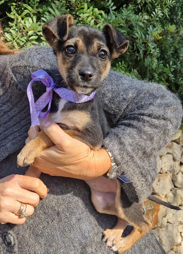 EVITIAMO  IL CANILE A NANA'.ADOTTABILE IN TUTTA ITALIA! Foto 4