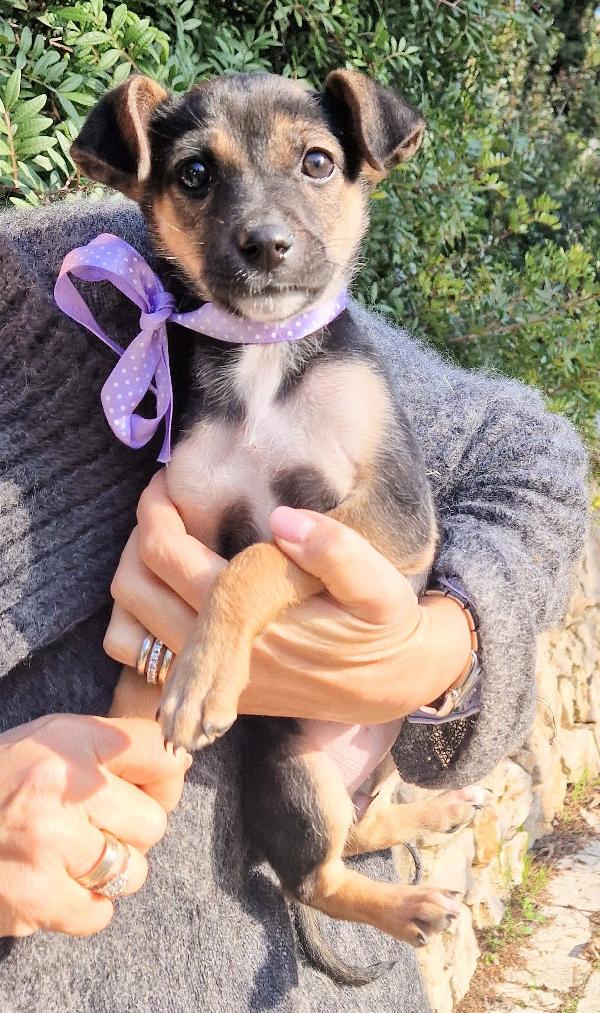 EVITIAMO  IL CANILE A NANA'.ADOTTABILE IN TUTTA ITALIA! Foto 5