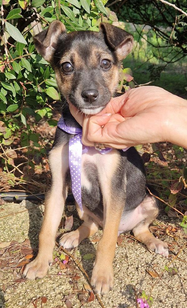 EVITIAMO  IL CANILE A NANA'.ADOTTABILE IN TUTTA ITALIA! Foto 6