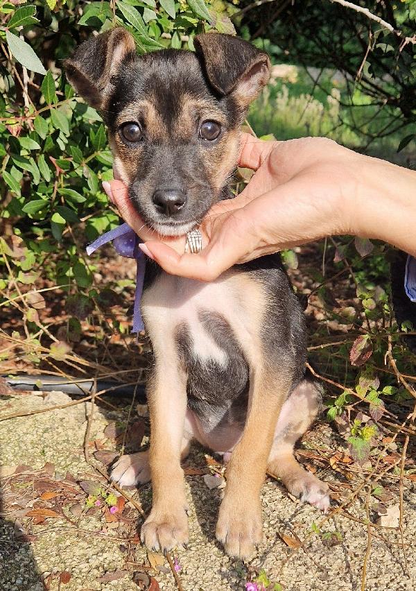 EVITIAMO  IL CANILE A NANA'.ADOTTABILE IN TUTTA ITALIA! Foto 7