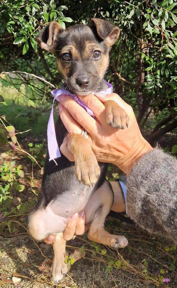 EVITIAMO  IL CANILE A NANA'.ADOTTABILE IN TUTTA ITALIA! Foto 8