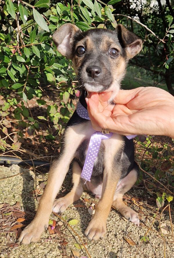 EVITIAMO  IL CANILE A NANA'.ADOTTABILE IN TUTTA ITALIA! Foto 9