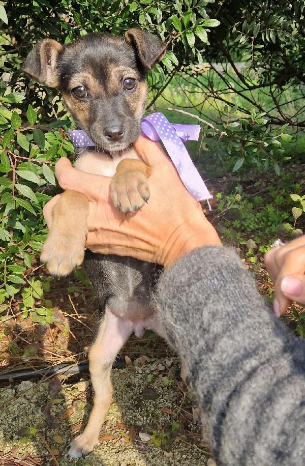 EVITIAMO  IL CANILE A NANA'.ADOTTABILE IN TUTTA ITALIA! Foto 10