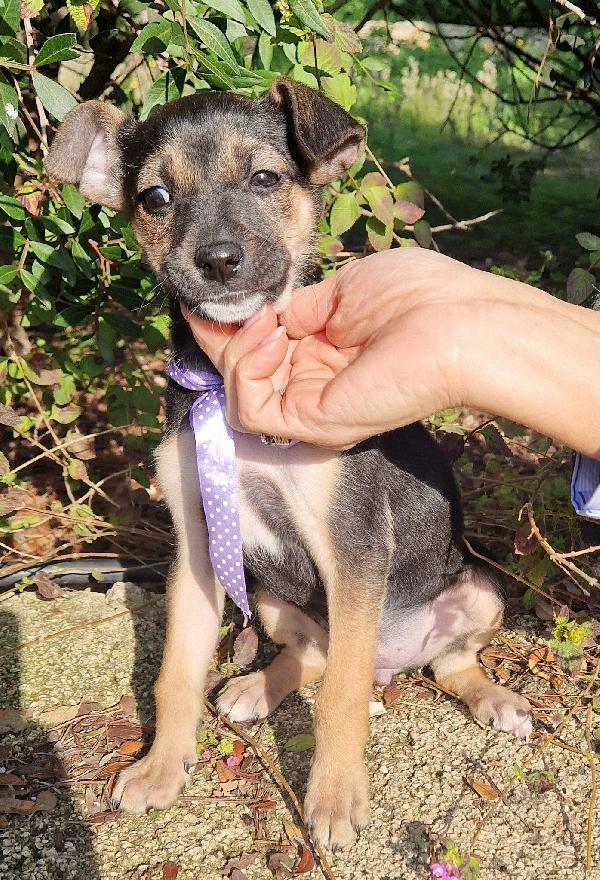 EVITIAMO  IL CANILE A NANA'.ADOTTABILE IN TUTTA ITALIA! Foto 11