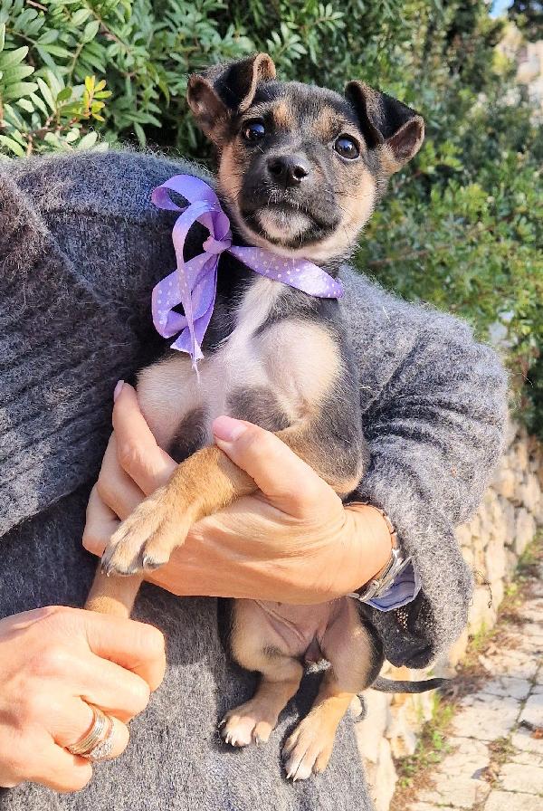 EVITIAMO  IL CANILE A NANA'.ADOTTABILE IN TUTTA ITALIA! Foto 12