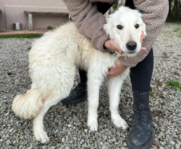 Lilly: Cucciolona Taglia Media Socievole 