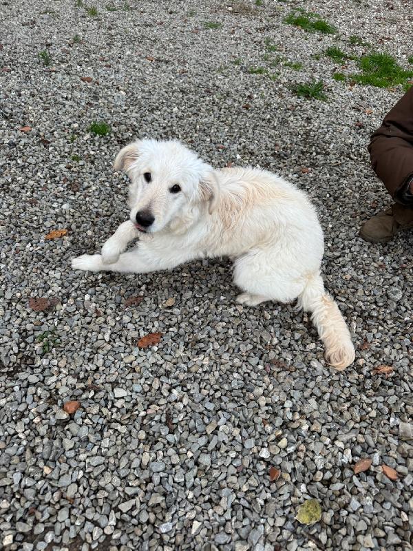 Lilly: cucciolona taglia media socievole  Foto 2