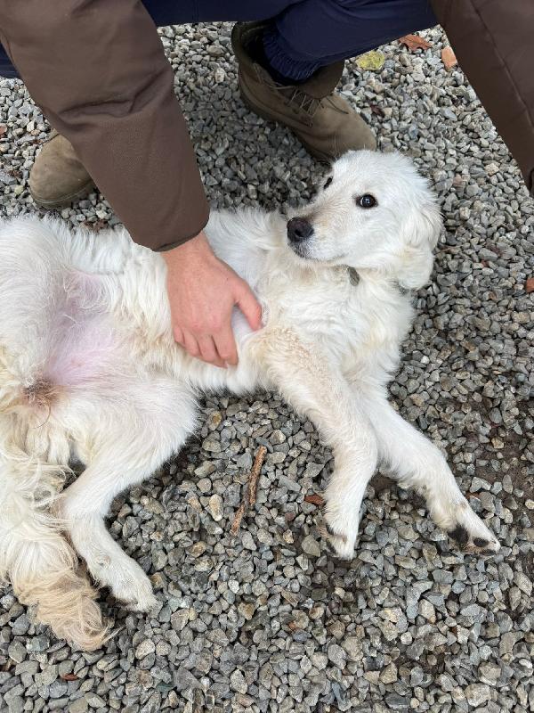 Lilly: cucciolona taglia media socievole  Foto 3