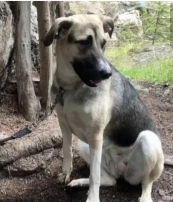 Maya pastorina 12mesi RISCHIA IL CANILE! VENEZIA Foto 2