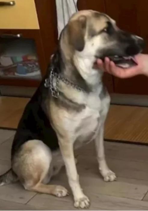 Maya pastorina 12mesi RISCHIA IL CANILE! VENEZIA Foto 3