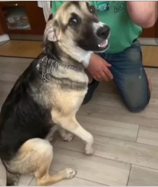 Maya pastorina 12mesi RISCHIA IL CANILE! VENEZIA Foto 4