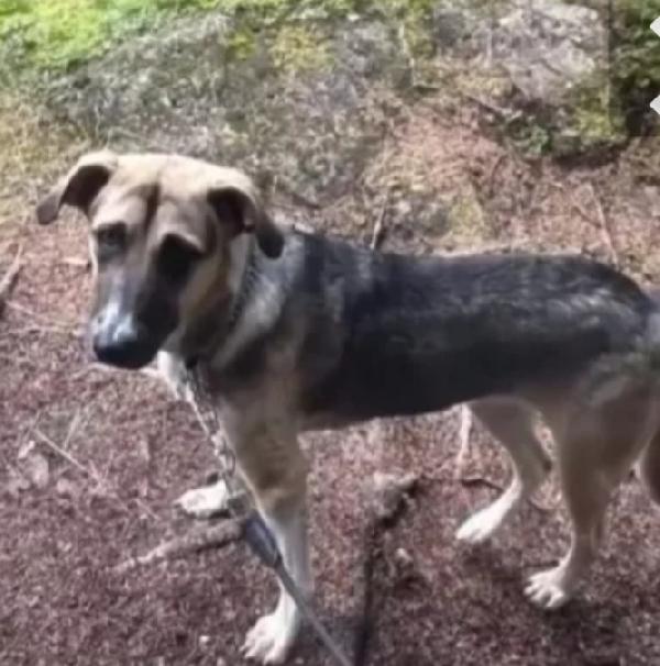 Maya pastorina 12mesi RISCHIA IL CANILE! VENEZIA Foto 6