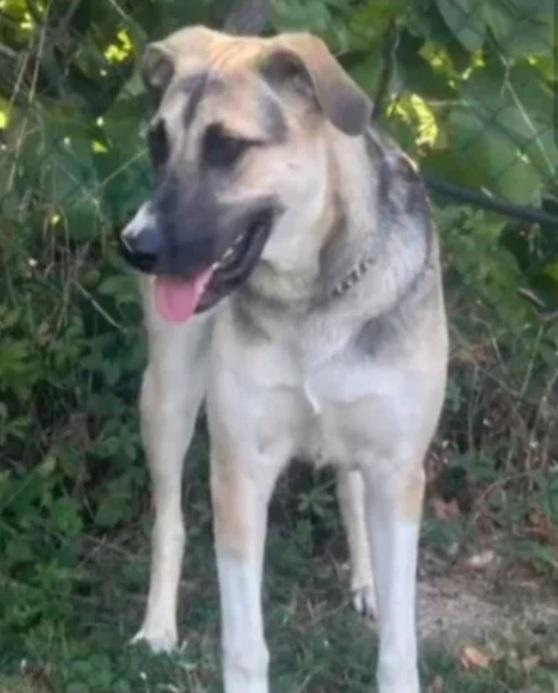 Maya pastorina 12mesi RISCHIA IL CANILE! VENEZIA Foto 7