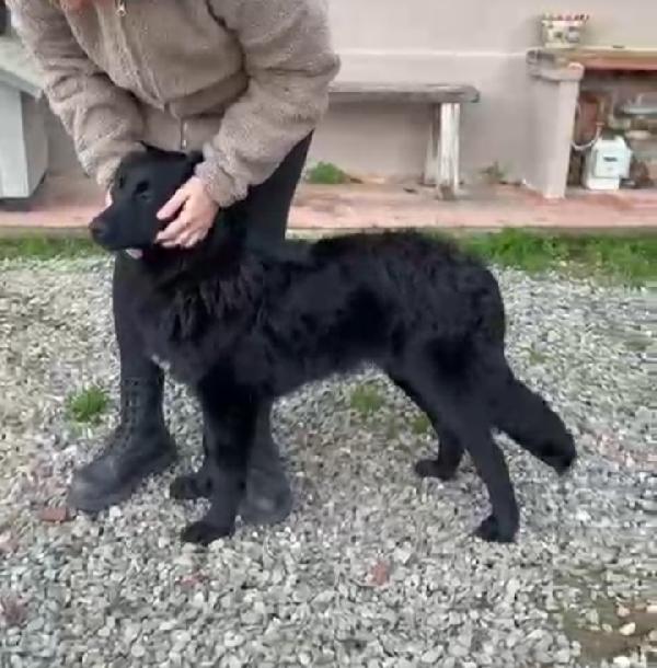 Peggie: 8 Mesi Taglia Media Socievole 