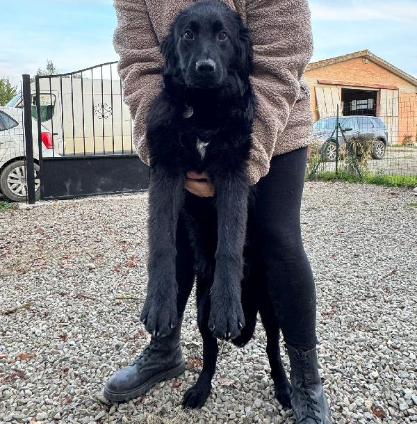 Peggie: 8 mesi taglia media socievole  Foto 2