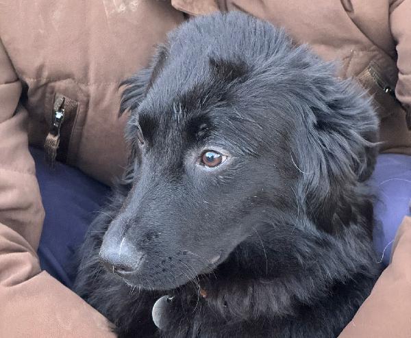 Peggie: 8 mesi taglia media socievole  Foto 3