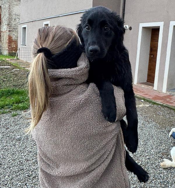 Peggie: 8 mesi taglia media socievole  Foto 4