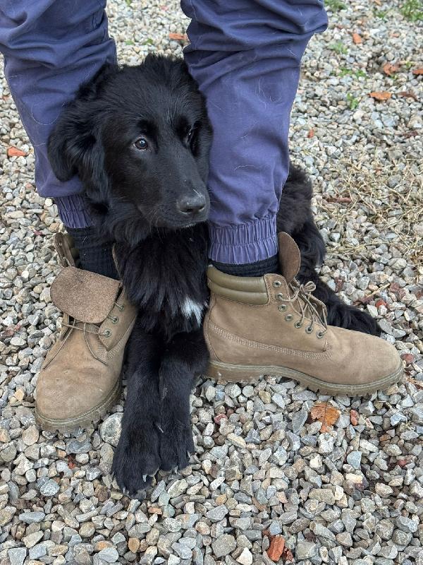 Peggie: 8 mesi taglia media socievole  Foto 5