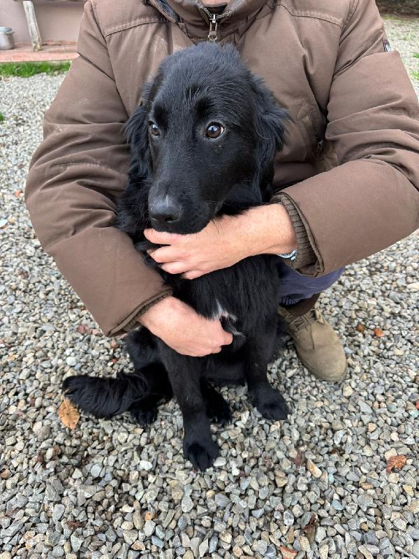 Peggie: 8 mesi taglia media socievole  Foto 6