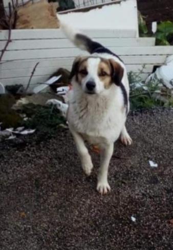 Ambra 7anni salita 4anni fa e rifiutata! BOLOGNA Foto 2