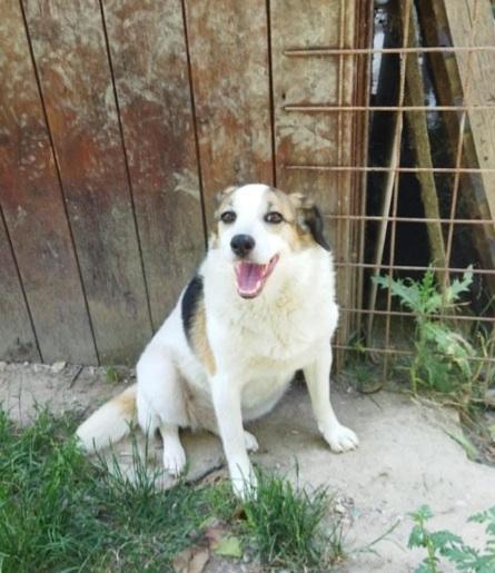 Ambra 7anni salita 4anni fa e rifiutata! BOLOGNA Foto 3