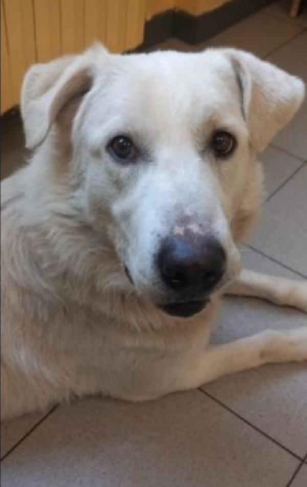 Bugo 3Anni Salito Dalla Sicilia E Non Voluto!Pavia