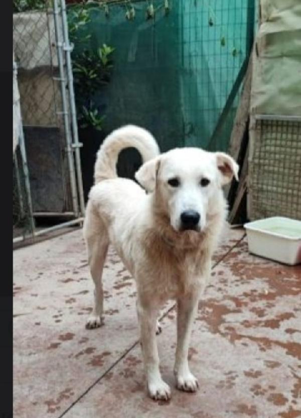 Bugo 3anni salito dalla Sicilia e non voluto!PAVIA Foto 2