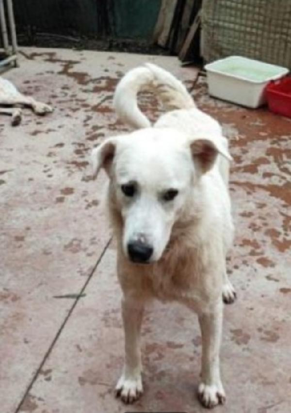 Bugo 3anni salito dalla Sicilia e non voluto!PAVIA Foto 3