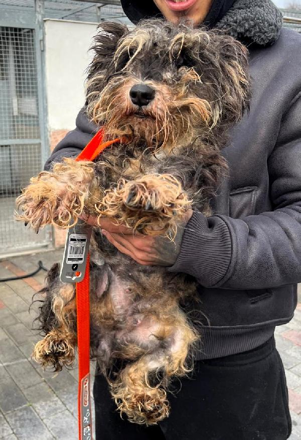 Hellery E Sunny Schnauzer