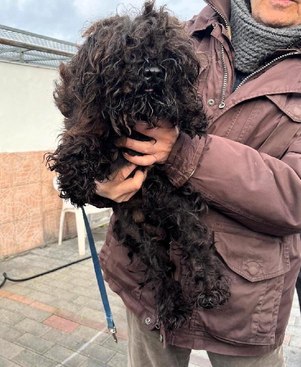 HELLERY E SUNNY SCHNAUZER Foto 2