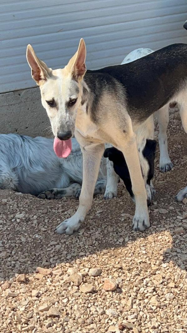 Pierino 8/9Mesi E Fratelli Crescono In Box.bari