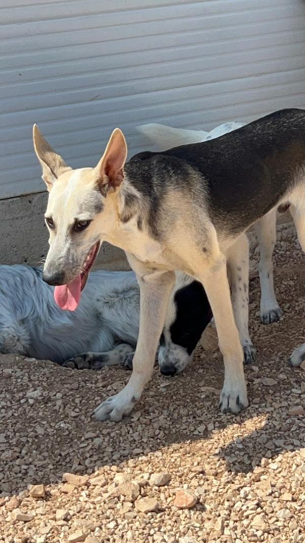 Pierino 8/9mesi e fratelli crescono in box.BARI Foto 2