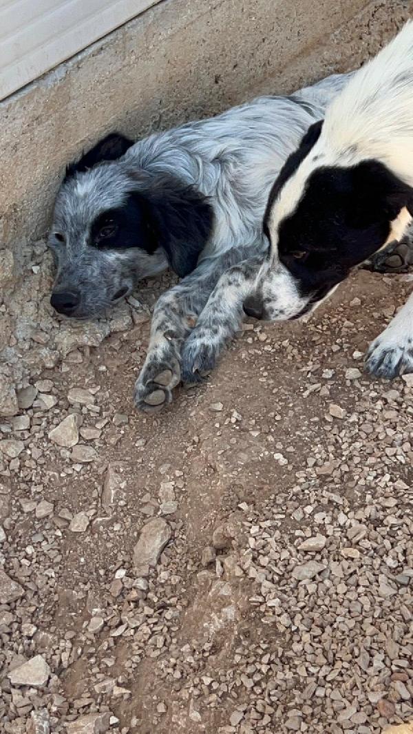 Pierino 8/9mesi e fratelli crescono in box.BARI Foto 5
