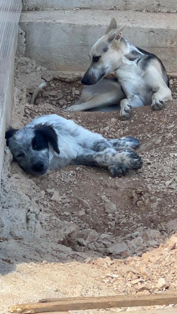 Pierino 8/9mesi e fratelli crescono in box.BARI Foto 6