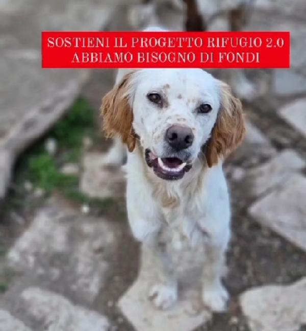 Casper 3anni Setter SFORTUNATO NESSUNO LO VUOLE. GARGANO Foto 4