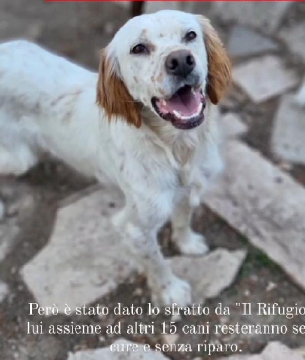 Casper 3anni Setter SFORTUNATO NESSUNO LO VUOLE. GARGANO Foto 6