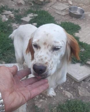 Casper 3anni Setter SFORTUNATO NESSUNO LO VUOLE. GARGANO Foto 7