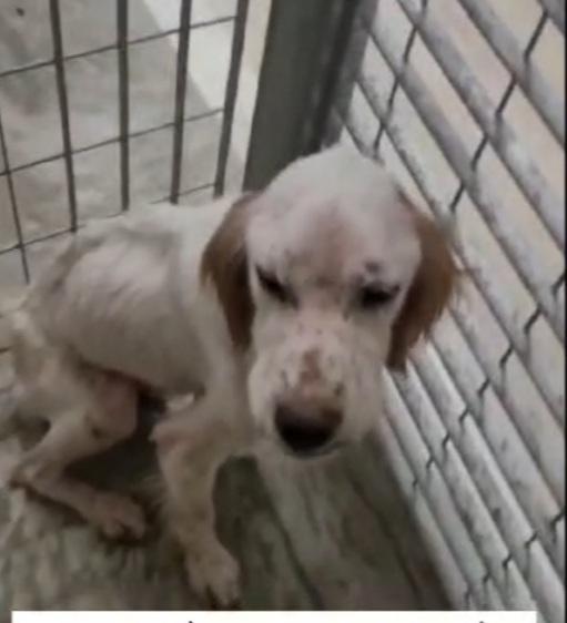 Casper 3anni Setter SFORTUNATO NESSUNO LO VUOLE. GARGANO Foto 8