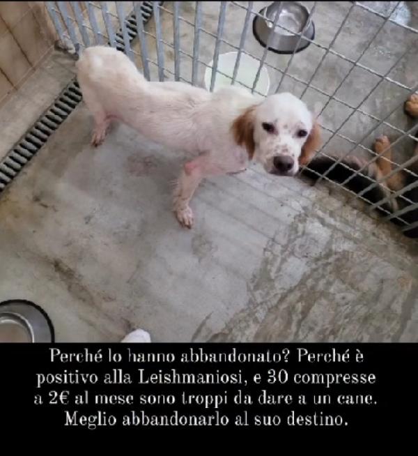 Casper 3anni Setter SFORTUNATO NESSUNO LO VUOLE. GARGANO Foto 9